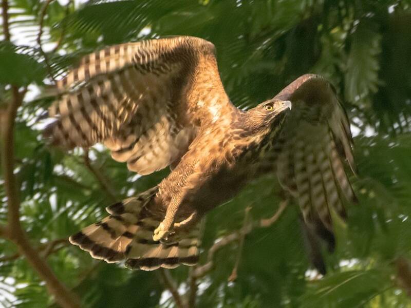 Aigle des Philippines, Photos 4