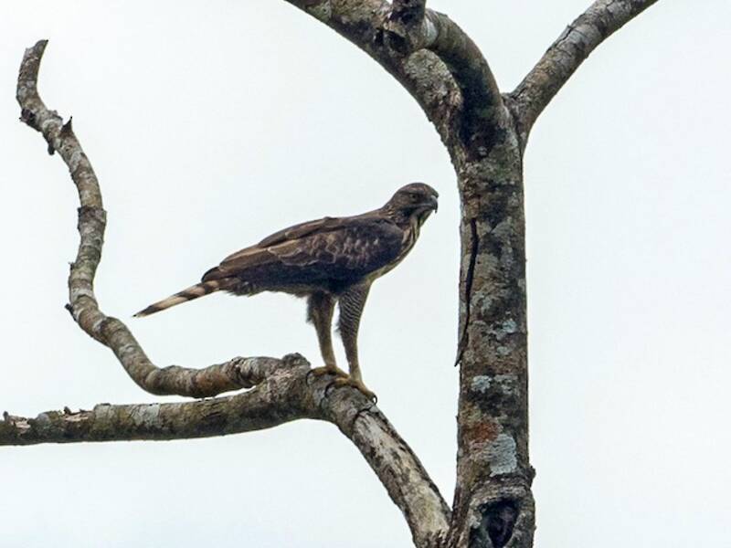 Aigle des Philippines