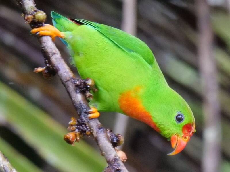 Philippine Hanging-Parrot