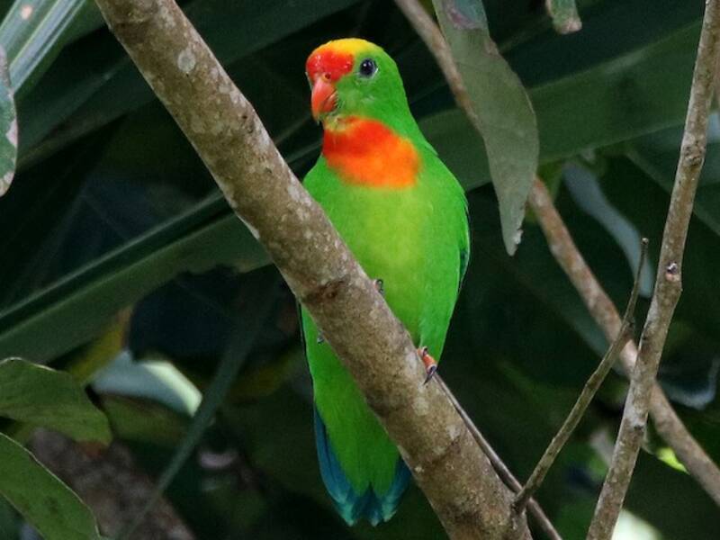 Philippine Hanging-Parrot, 照片 3