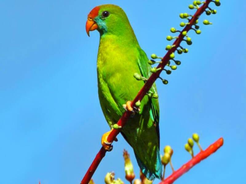 Philippine Hanging-Parrot, 照片 2