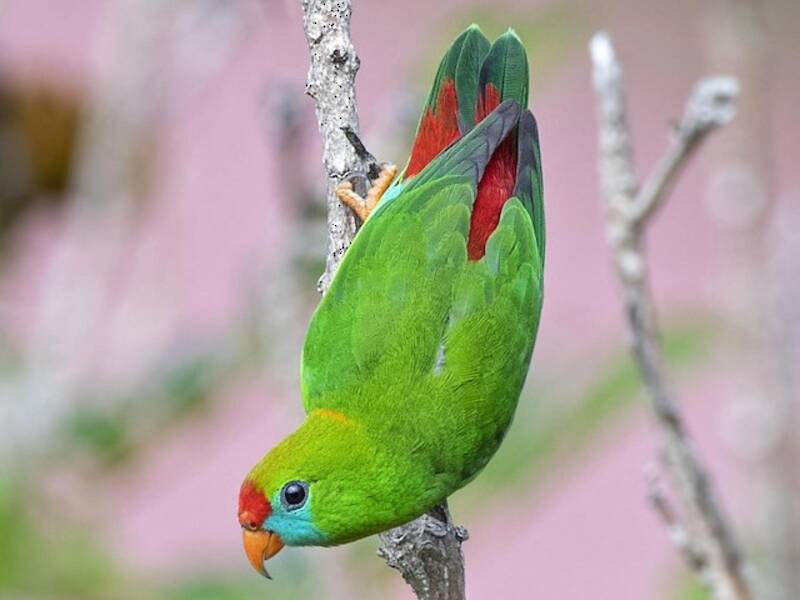 Philippine Hanging-Parrot, 照片 4