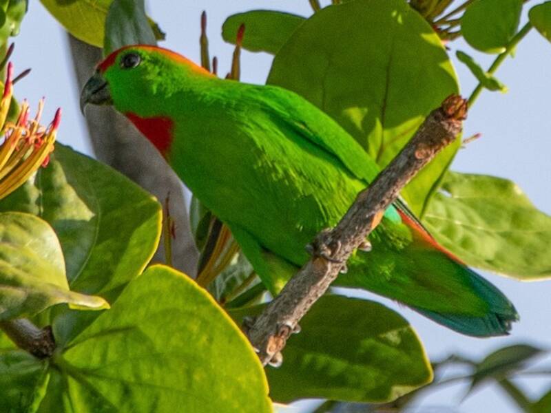 Lorículo Piquinegro, Fotos 2