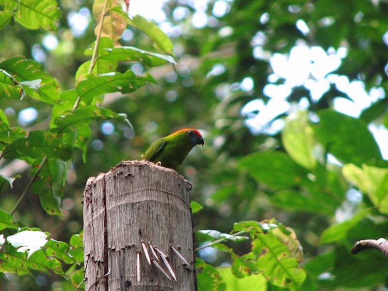 Black-billed Hanging-Parrot