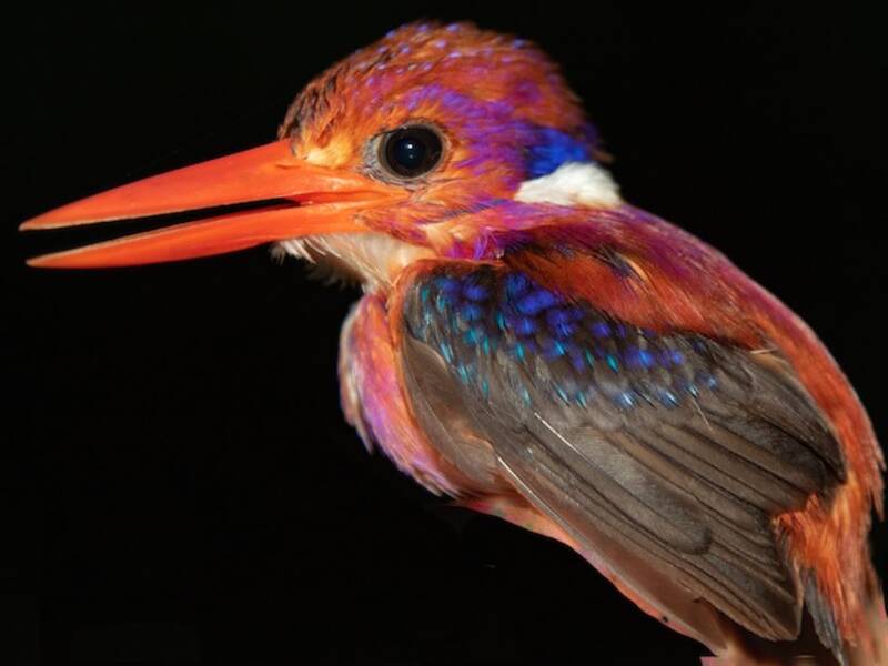 Martin pescatore nano delle Filippine, Foto 4