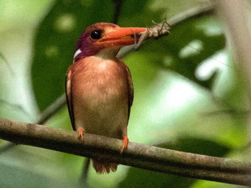 Philippine Dwarf-Kingfisher
