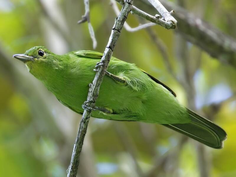 Philippine Leafbird, Photos 4