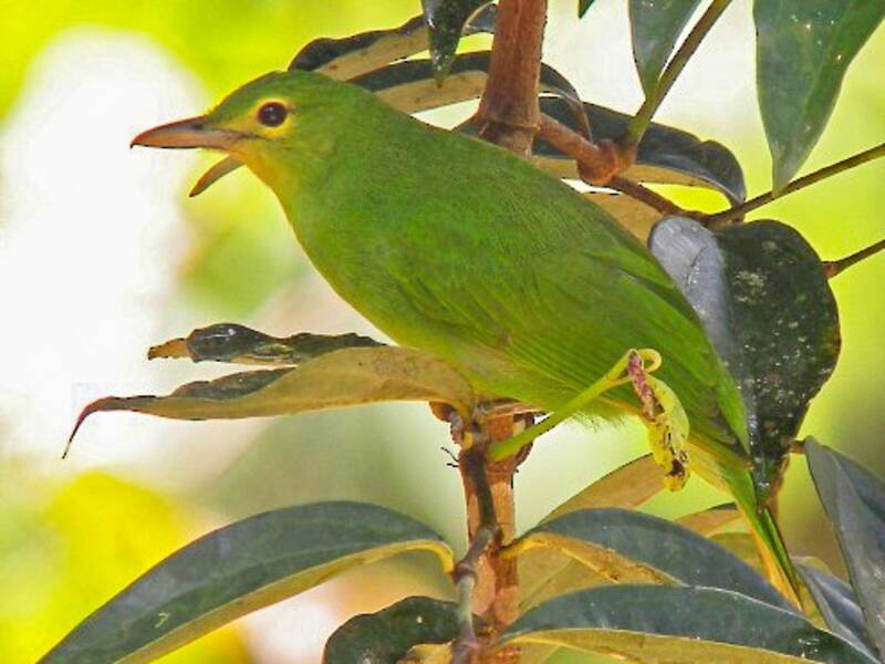 Philippine Leafbird, Photos 2