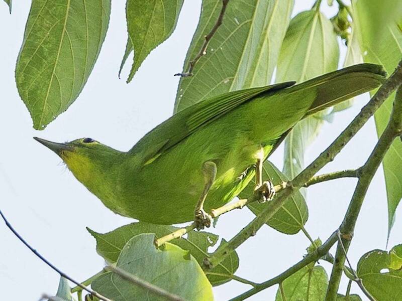 Philippinen-Blattvogel