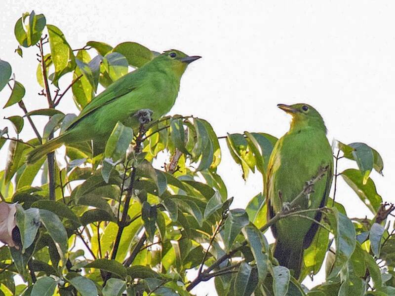 Philippine Leafbird, Photos 3