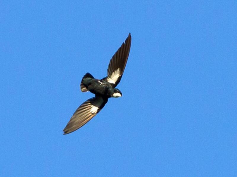 Rondone spinoso delle Filippine, Foto 3