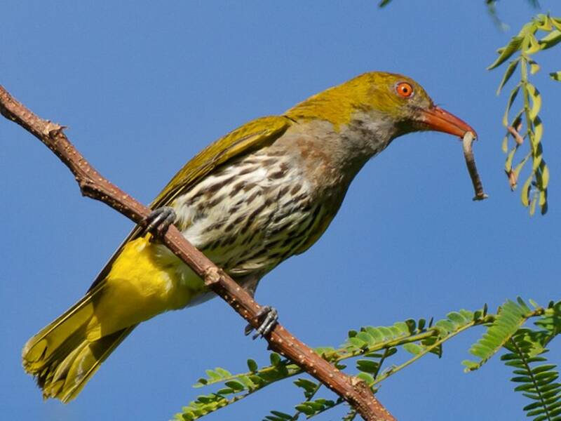 Philippine Oriole, 照片 3
