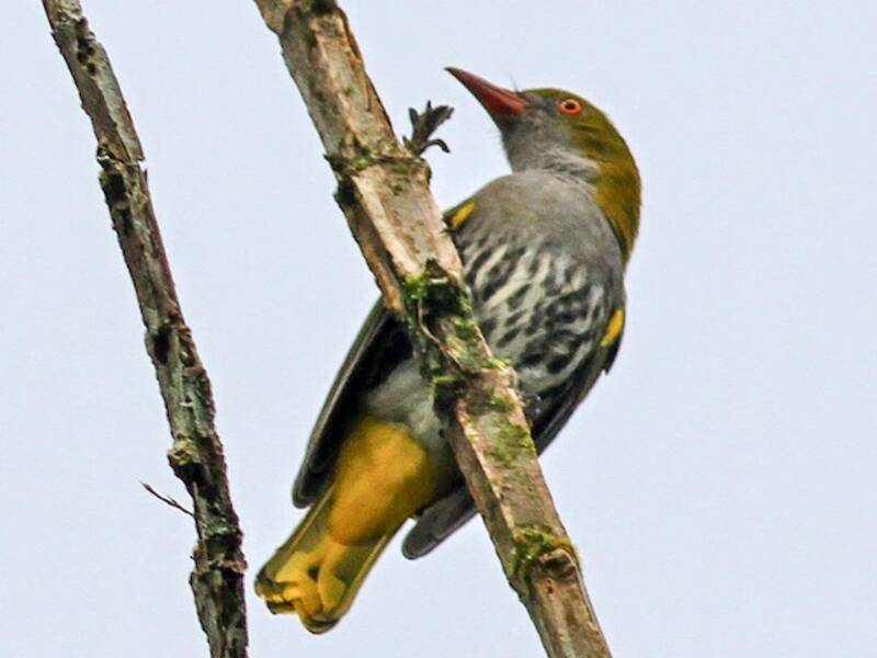 Philippine Oriole, 照片 4