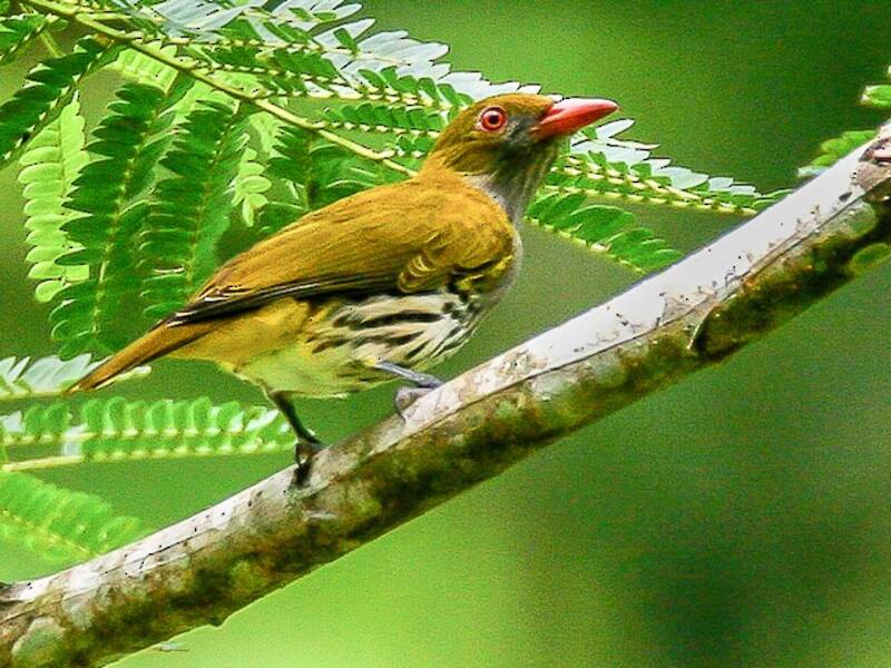 Philippine Oriole, 照片 2