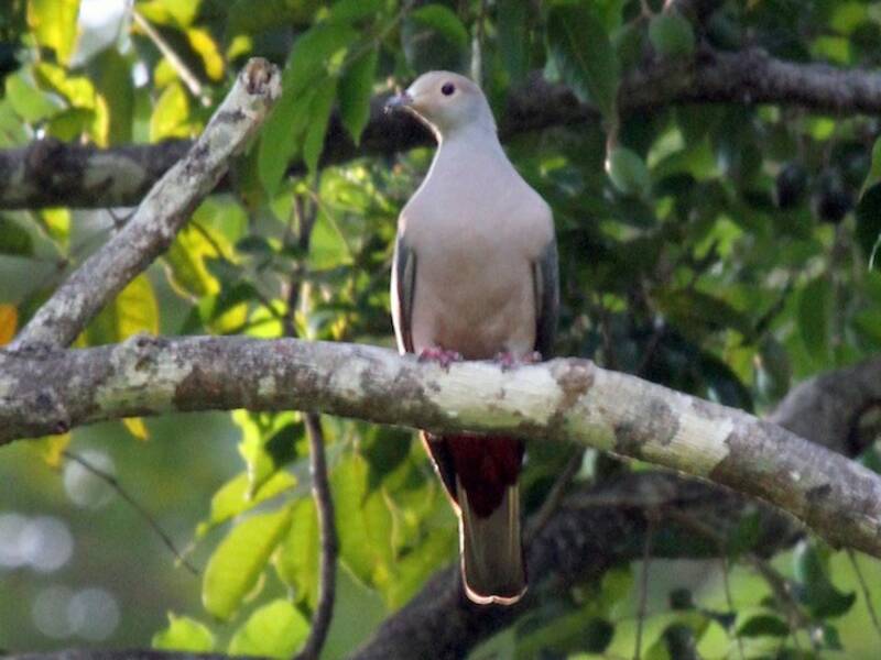 Pink-headed Imperial-Pigeon, 照片 3