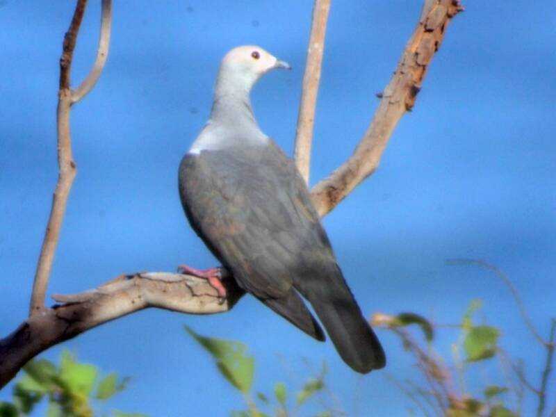 Pink-headed Imperial-Pigeon, 照片 4