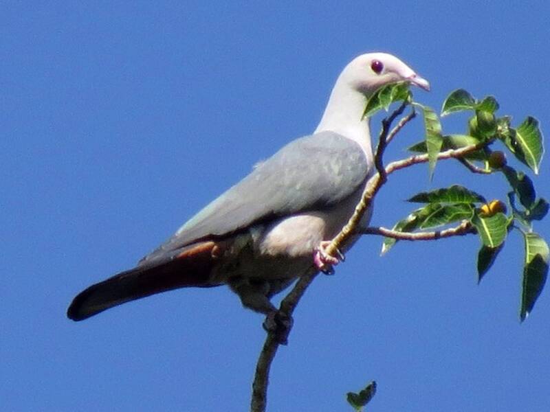 Pink-headed Imperial-Pigeon