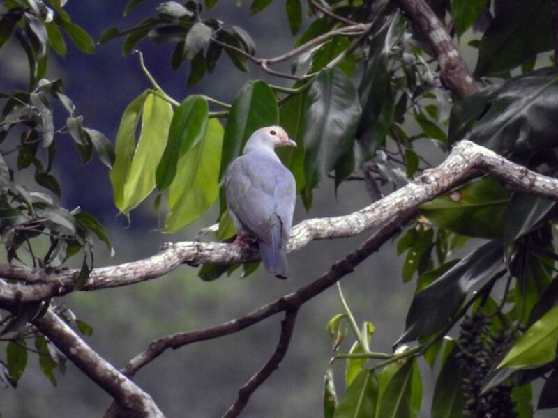 Pink-headed Imperial-Pigeon, 照片 2
