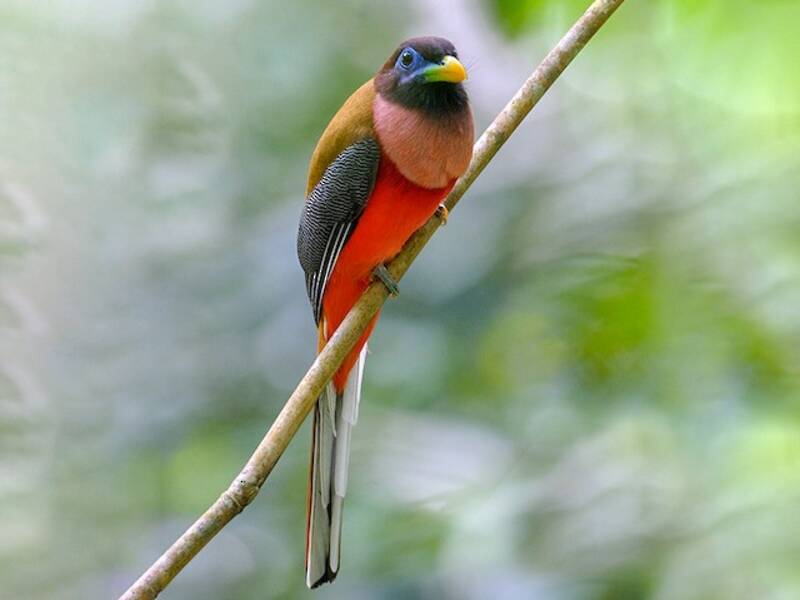 Trogon des Philippines, Photos 3
