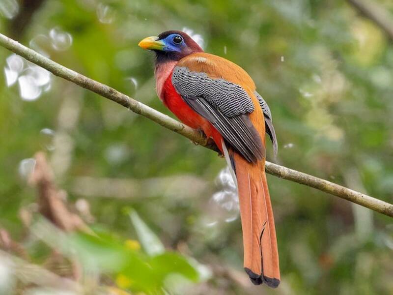 Trogon des Philippines, Photos 4