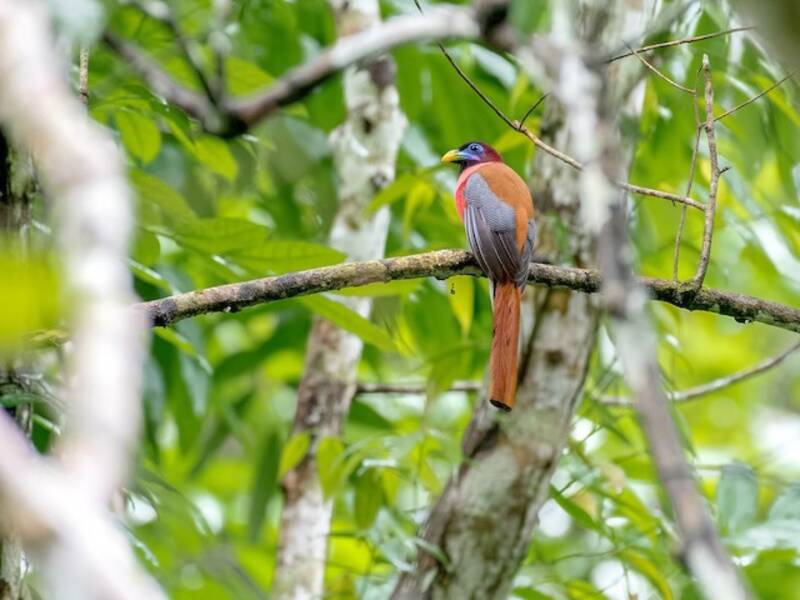 Philippine Trogon