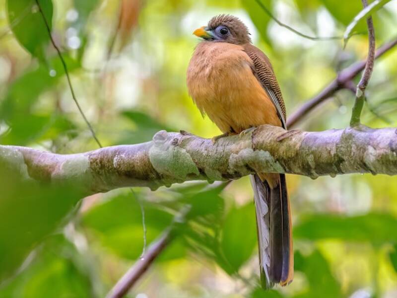 Trogon des Philippines, Photos 2