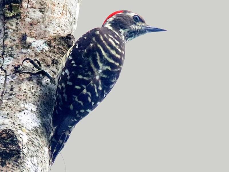 Picchio pigmeo delle Filippine, Foto 3