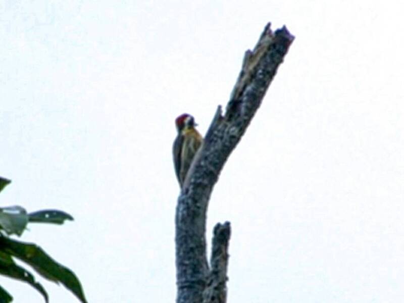 Picchio pigmeo di Sulu, Foto 2