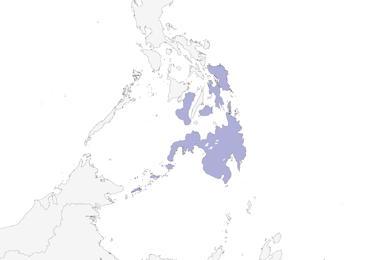 Pouillot des Philippines, Distribution 1