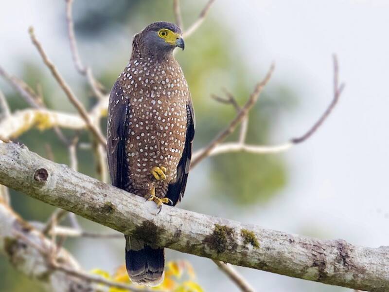 Philippine Serpent-Eagle, Photos 2
