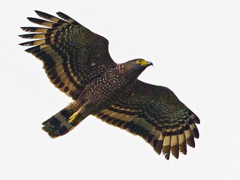 Philippine Serpent-Eagle