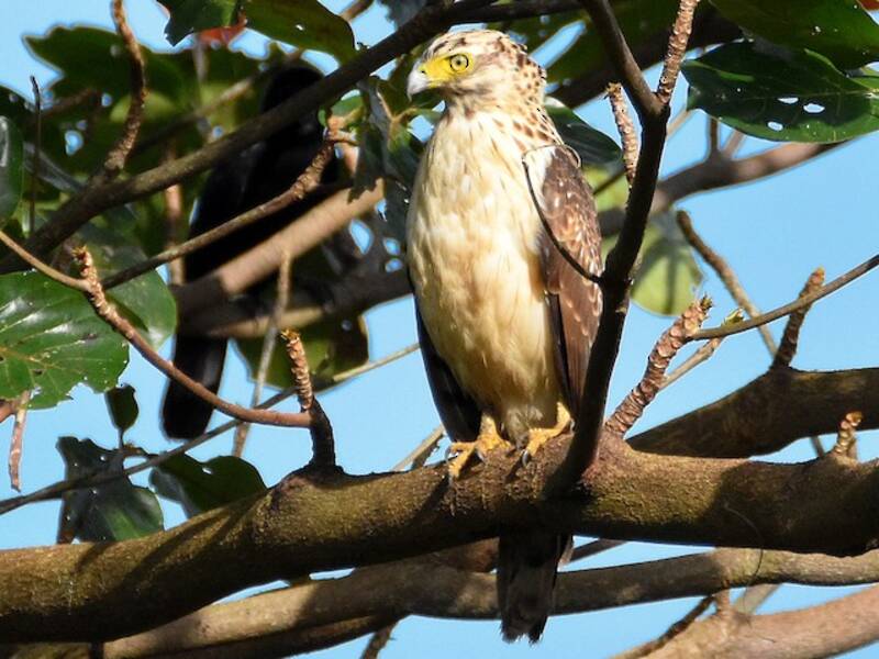 Philippine Serpent-Eagle, Photos 3