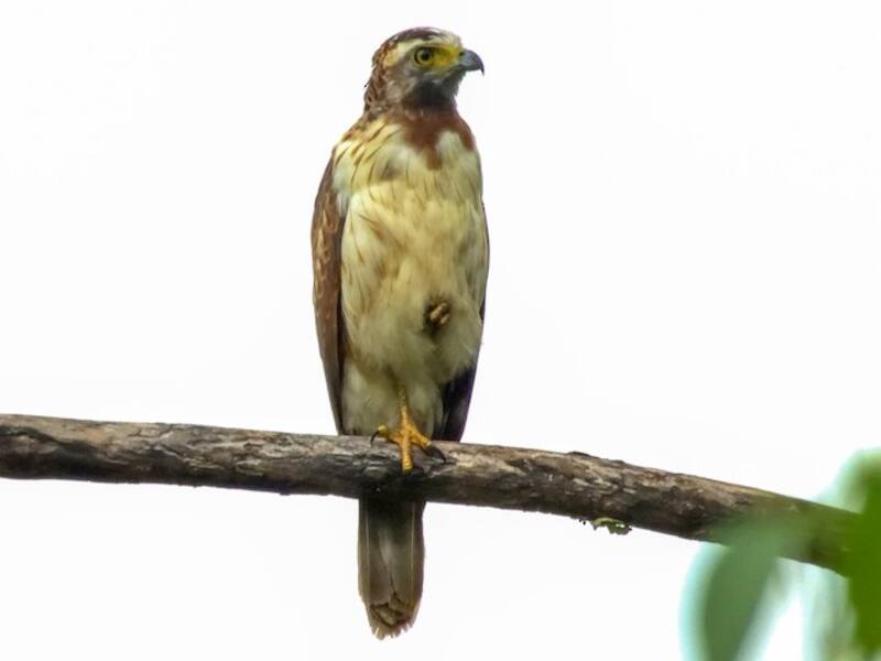 Philippine Serpent-Eagle, Photos 4