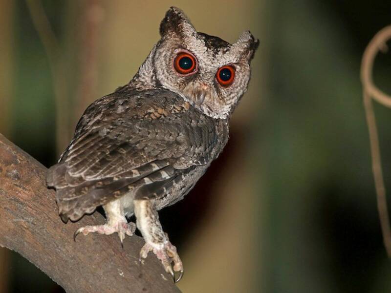 Philippine Scops-Owl, 照片 3