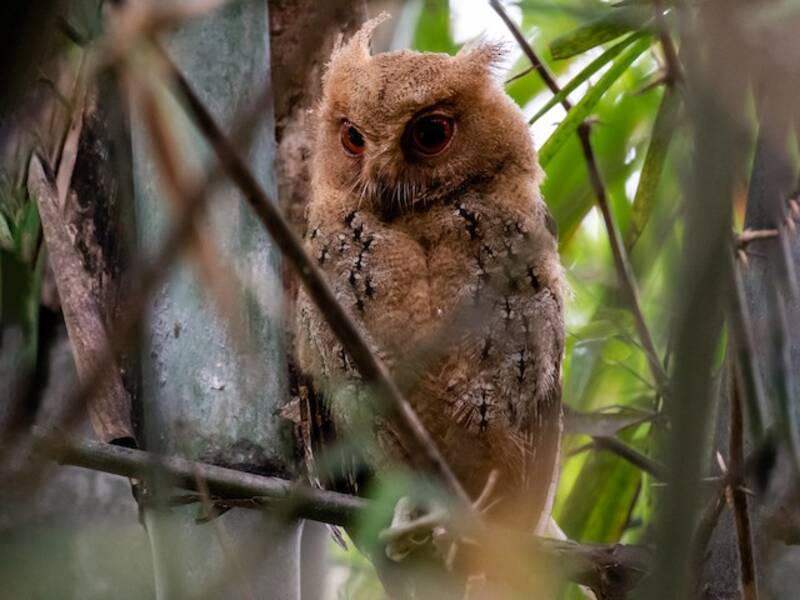 Philippine Scops-Owl (Otus megalotis)