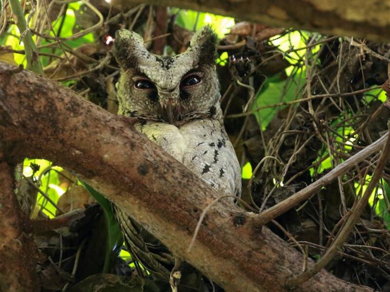 Philippine Scops-Owl, 照片 2