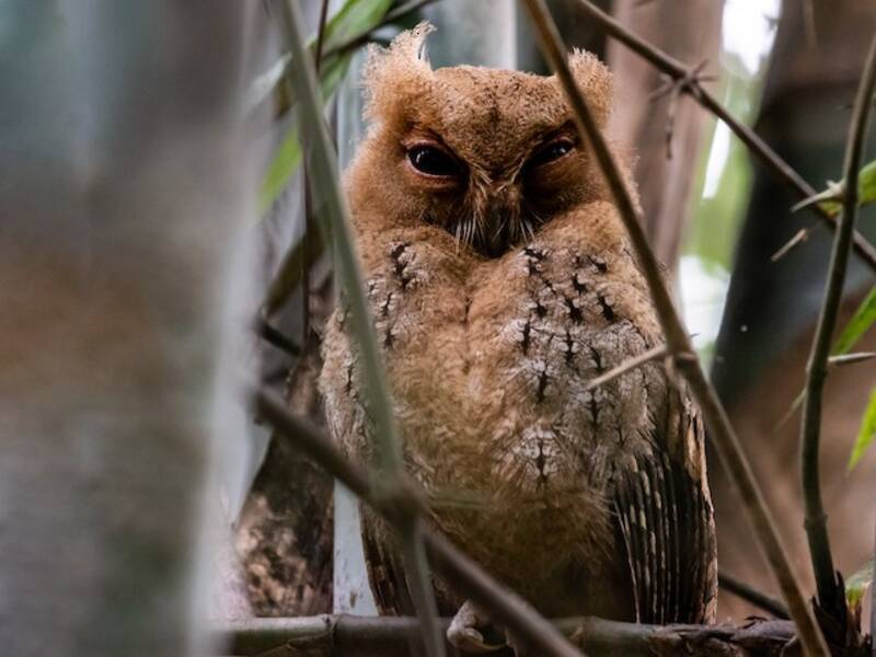 Philippine Scops-Owl, 照片 4