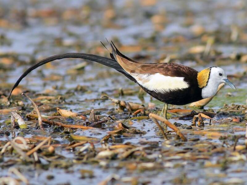 Jacana dalla coda di fagiano, Foto 3