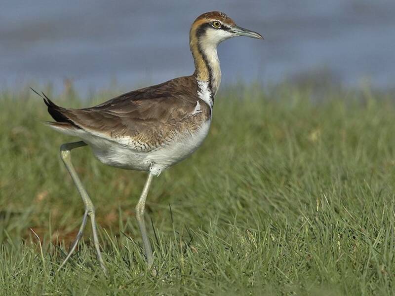Pheasant-tailed Jacana (Hydrophasianus chirurgus)