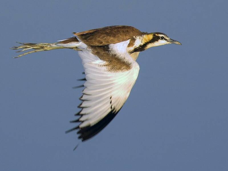 Jacana dalla coda di fagiano, Foto 2
