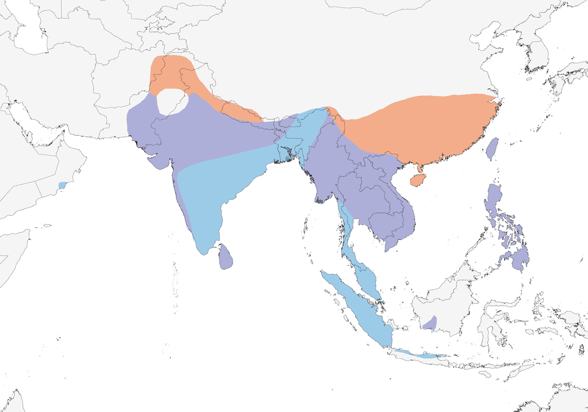 Jacana dalla coda di fagiano, Distribuzione 1