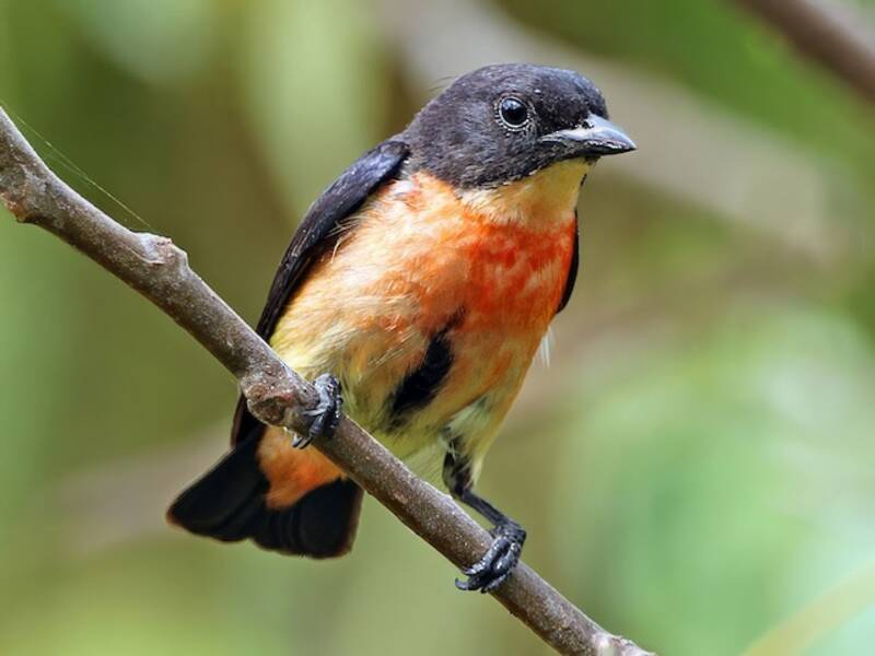 Pink-breasted Flowerpecker, Photos 2