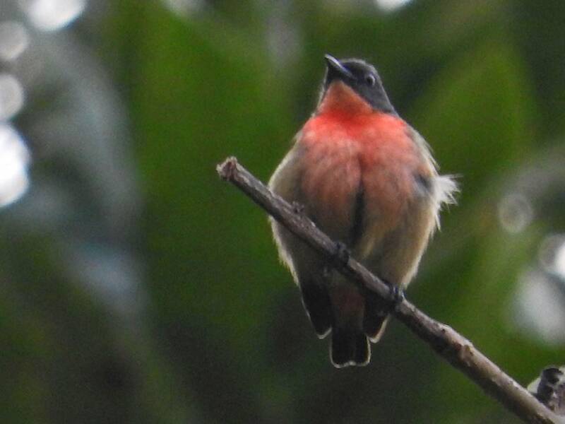 Pink-breasted Flowerpecker, Photos 3