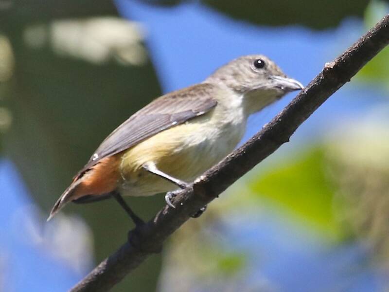 Pink-breasted Flowerpecker, Photos 4