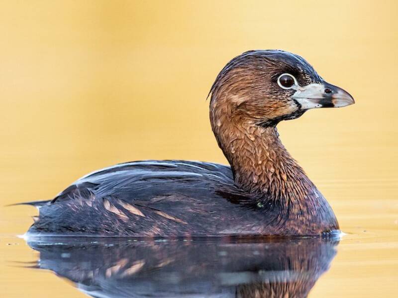 Pied-billed Grebe, 照片 3