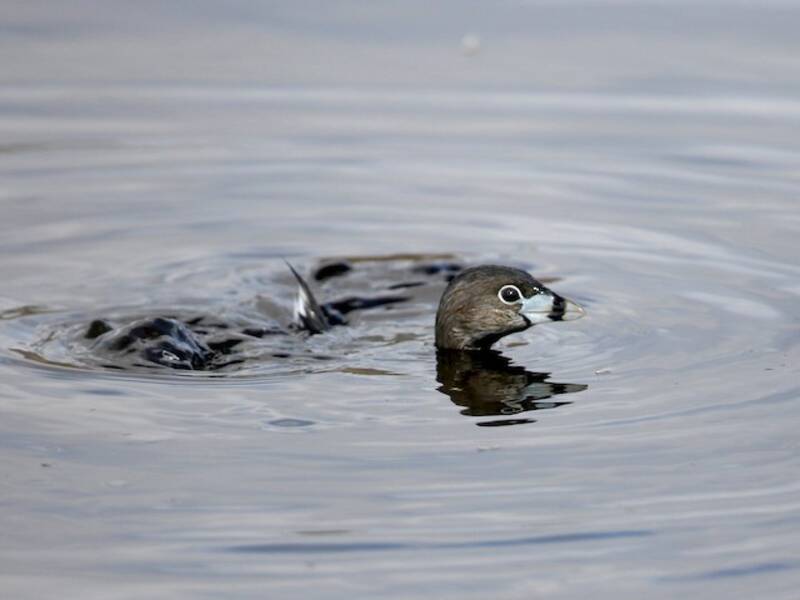 Pied-billed Grebe, 照片 2