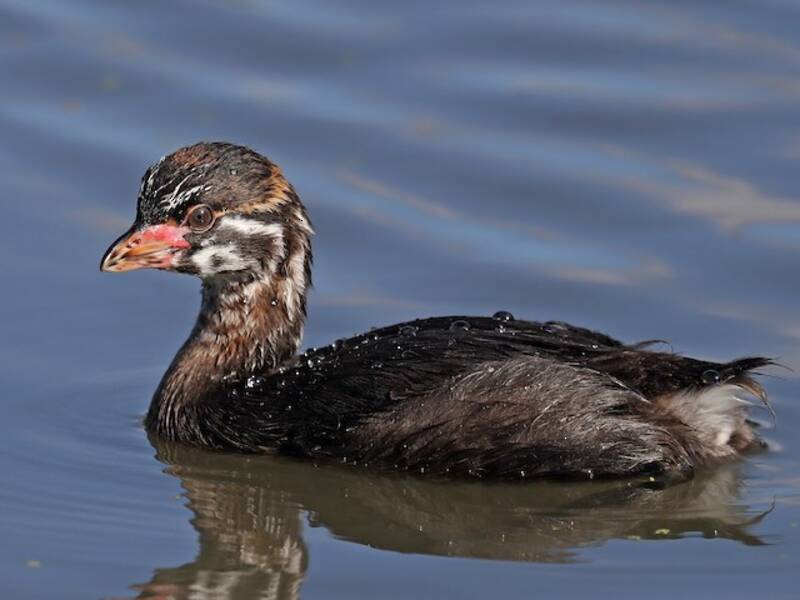 Pied-billed Grebe
