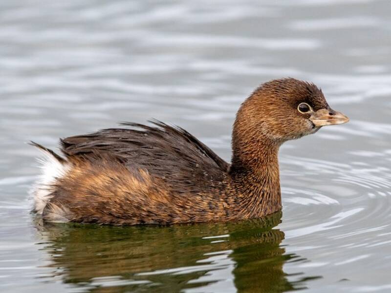Pied-billed Grebe, 照片 4