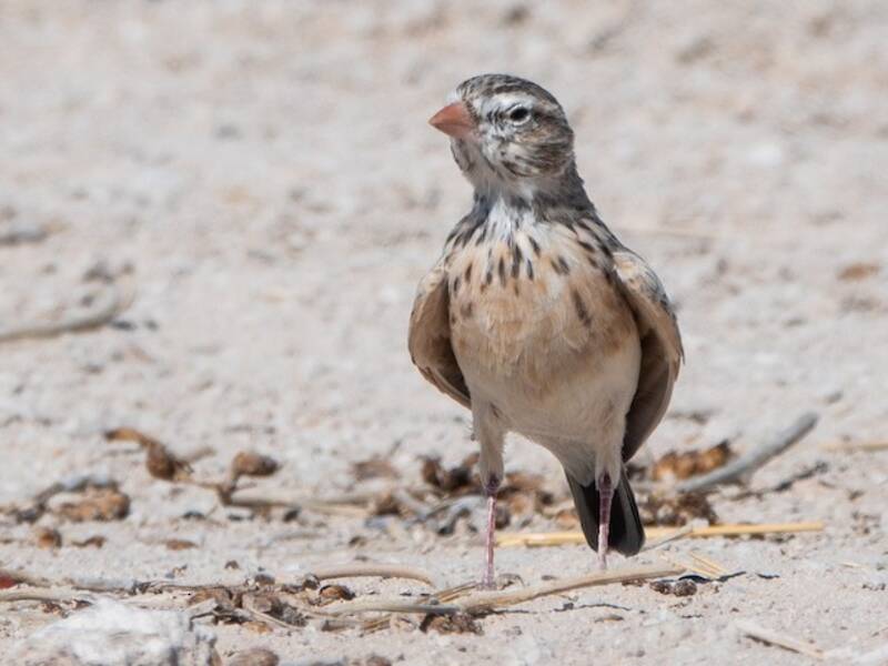 Pink-billed Lark, Photos 4