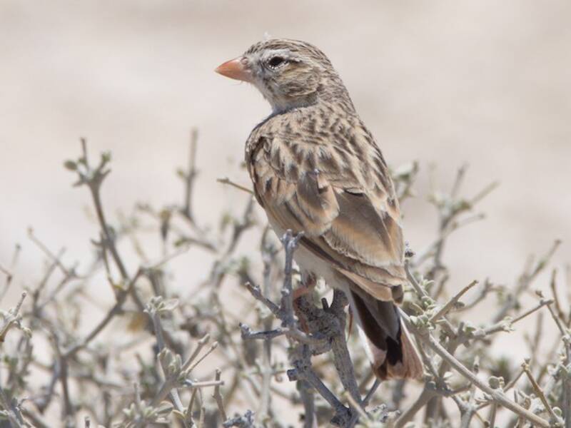 Pink-billed Lark, Photos 3